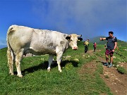 33 Mucca al pascolo